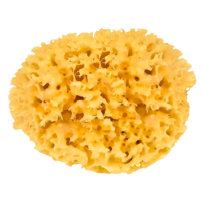 Croll & Denecke Natursvamp (11 cm) i æske