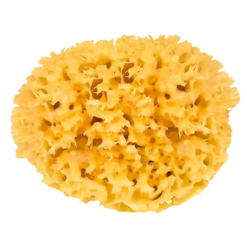 Croll & Denecke Natursvamp i æske (9 cm)