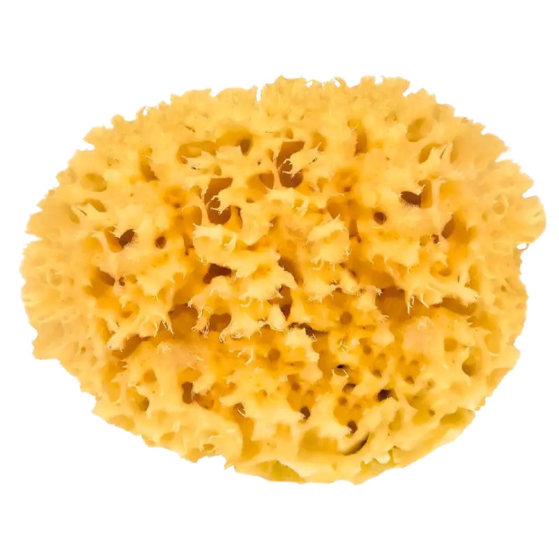 Croll & Denecke Natursvamp 14 cm